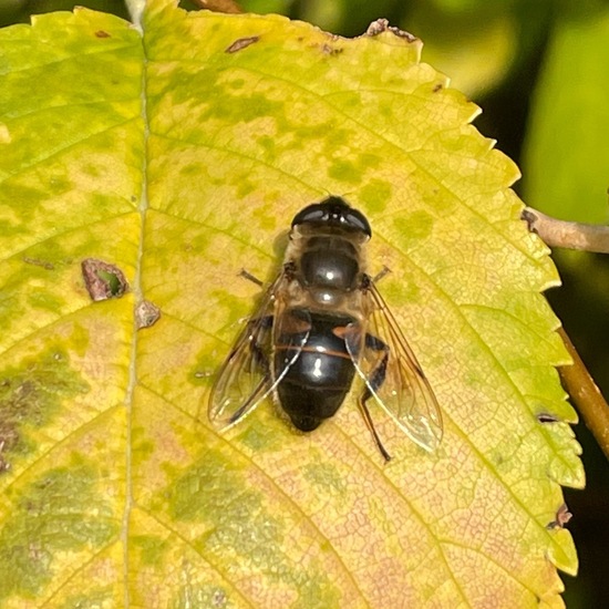 Mistbiene: Tier im Habitat Ackerrandstreifen in der NatureSpots App