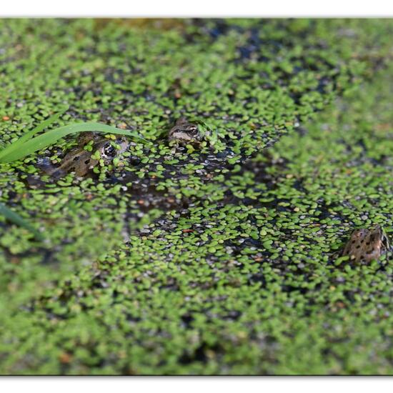 Wasserfrösche: Tier im Habitat Hinterhof in der NatureSpots App