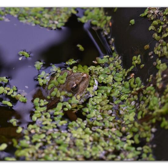 Wasserfrösche: Tier im Habitat Hinterhof in der NatureSpots App