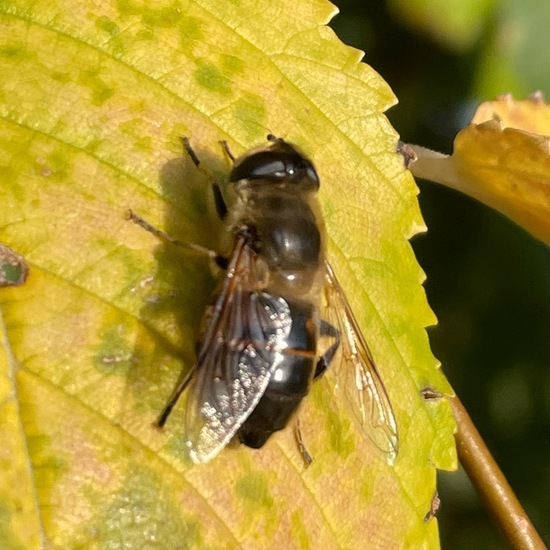 Mistbiene: Tier im Habitat Ackerrandstreifen in der NatureSpots App