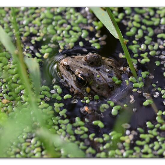 Wasserfrösche: Tier im Habitat Hinterhof in der NatureSpots App