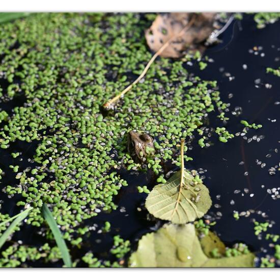 Wasserfrösche: Tier im Habitat Hinterhof in der NatureSpots App