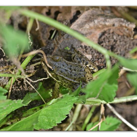 Wasserfrösche: Tier im Habitat Hinterhof in der NatureSpots App