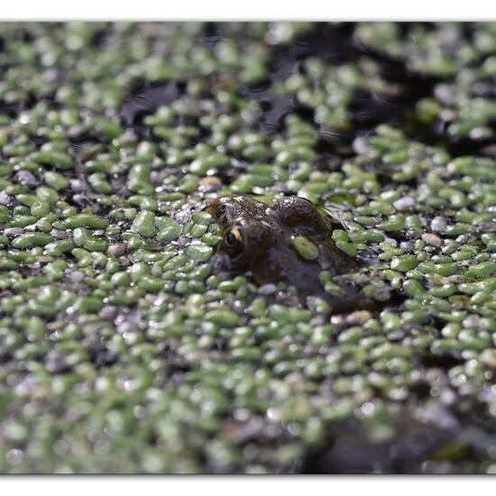 Wasserfrösche: Tier im Habitat Hinterhof in der NatureSpots App