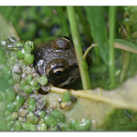 Wasserfrösche: Tier im Habitat Hinterhof in der NatureSpots App