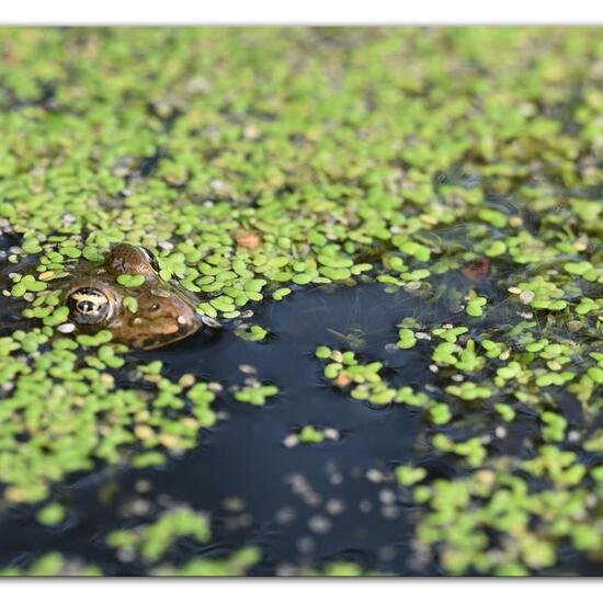 Wasserfrösche: Tier im Habitat Hinterhof in der NatureSpots App