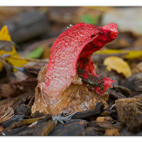 Clathrus archeri: Pilz im Habitat Park in der NatureSpots App