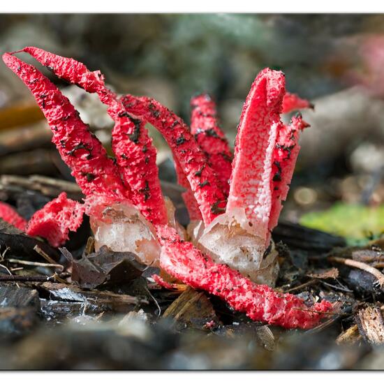 Clathrus archeri: Pilz im Habitat Park in der NatureSpots App