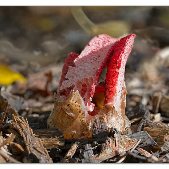 Clathrus archeri: Pilz im Habitat Park in der NatureSpots App