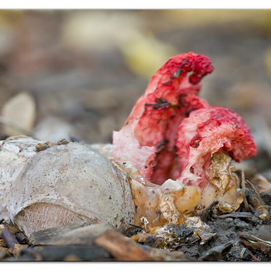 Clathrus archeri: Pilz im Habitat Park in der NatureSpots App