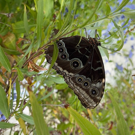 Morpho rhetenor: Tier in der Natur in der NatureSpots App