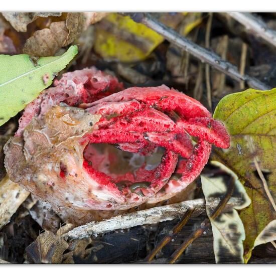 Clathrus archeri: Pilz im Habitat Park in der NatureSpots App