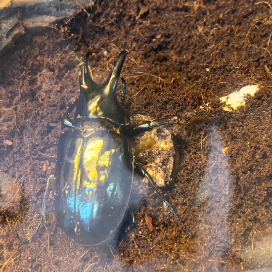 Chalcosoma moellenkampi: Tier in der Natur in der NatureSpots App