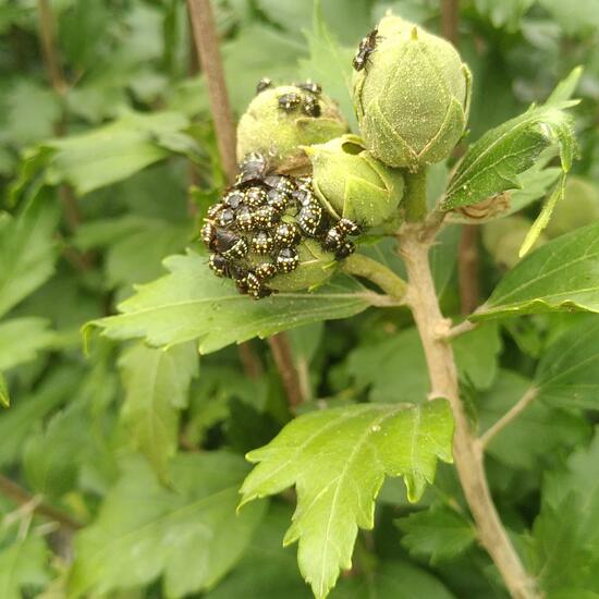 Grüne Reiswanze: Tier im Habitat Garten in der NatureSpots App