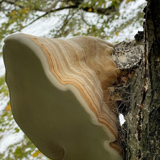 Zunderschwamm: Pilz im Habitat Park in der NatureSpots App