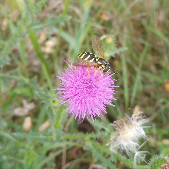 Chrysotoxum festivum: Tier im Habitat Ackerrandstreifen in der NatureSpots App