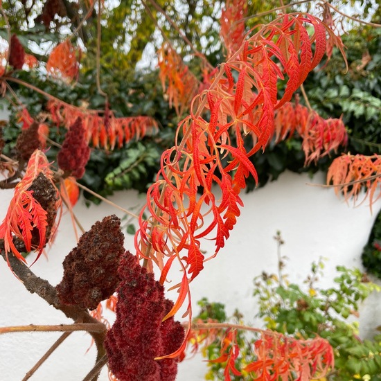 Essigbaum: Pflanze im Habitat Anderes Stadthabitat in der NatureSpots App