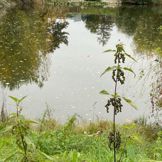 Brennnesseln: Pflanze im Habitat Grasland und Büsche in der NatureSpots App