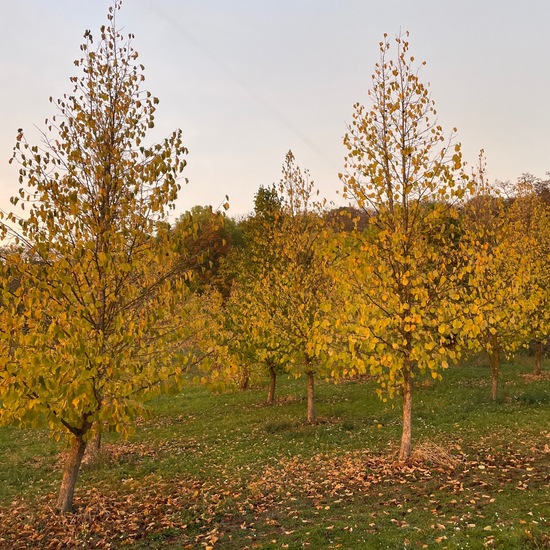 Baum-Hasel: Pflanze im Habitat Wald der gemäßigten Breiten in der NatureSpots App