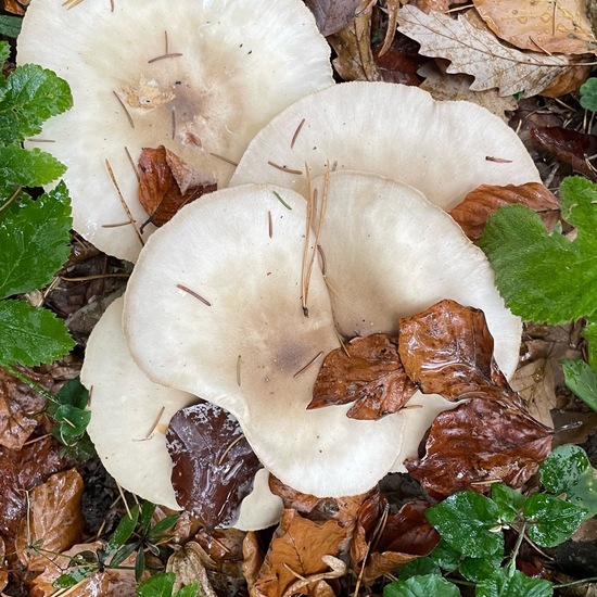 Eine unbekannte Art: Pilz im Habitat Wald der gemäßigten Breiten in der NatureSpots App