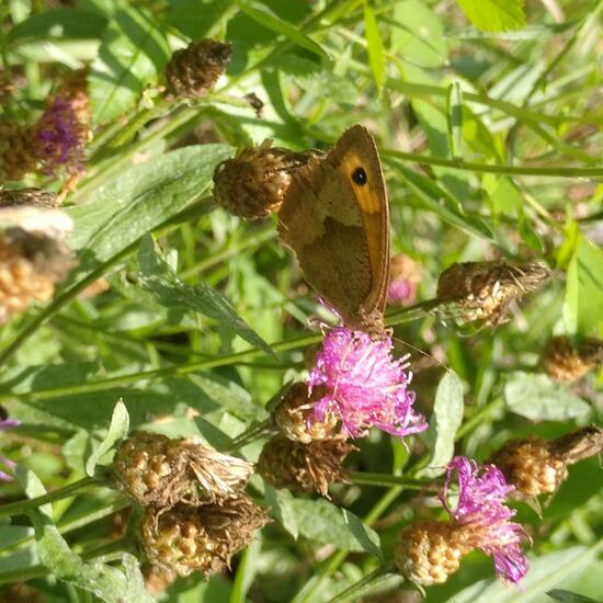 Großes Ochsenauge: Tier im Habitat Naturnahe Wiese in der NatureSpots App