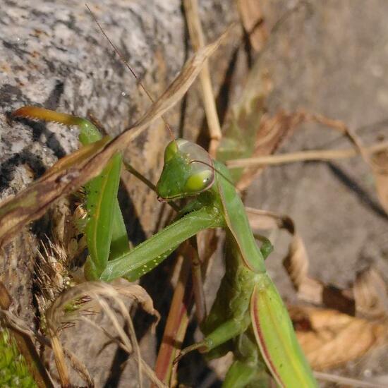 Europäische Gottesanbeterin: Tier im Habitat Stadt und Garten in der NatureSpots App