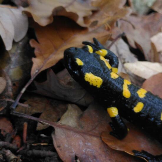 Feuersalamander: Tier im Habitat Wald der gemäßigten Breiten in der NatureSpots App