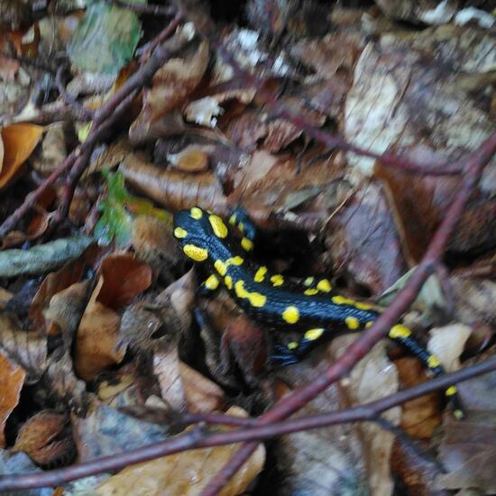 Feuersalamander: Tier im Habitat Wald der gemäßigten Breiten in der NatureSpots App