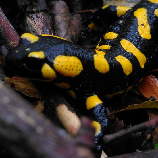 Feuersalamander: Tier im Habitat Wald der gemäßigten Breiten in der NatureSpots App