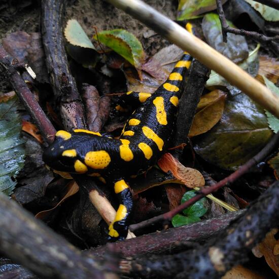 Feuersalamander: Tier im Habitat Wald der gemäßigten Breiten in der NatureSpots App