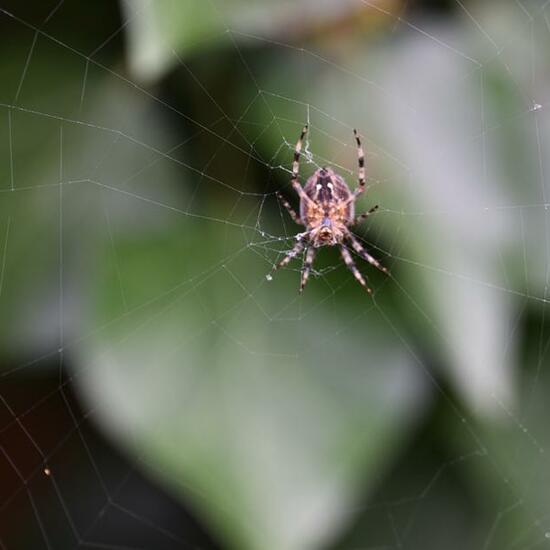 Gartenkreuzspinne: Tier im Habitat Garten in der NatureSpots App