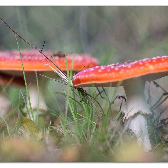 Agaricus muscarius: Pilz im Habitat Park in der NatureSpots App