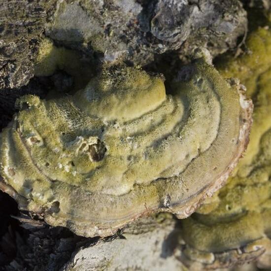 Trametes hirsuta: Pilz im Habitat Anderes Stadthabitat in der NatureSpots App