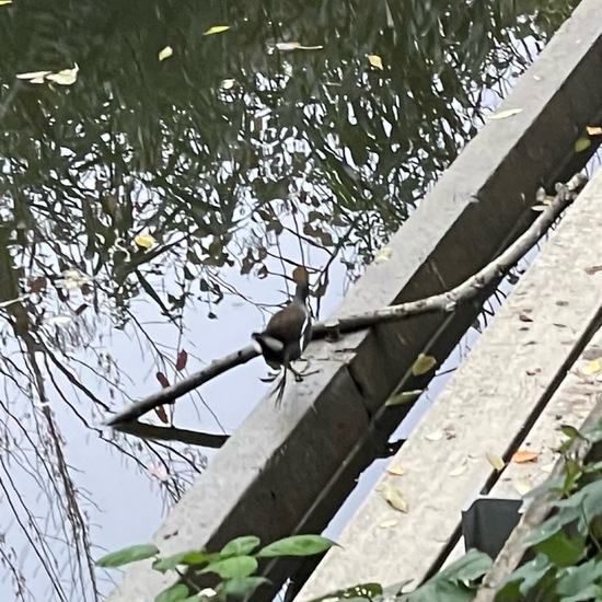 Teichralle: Tier im Habitat Teich in der NatureSpots App