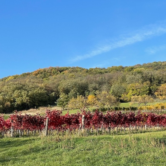 Landschaft: Landwirtschaft im Habitat Weingut in der NatureSpots App