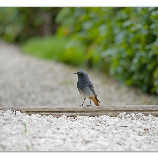 Hausrotschwanz: Tier im Habitat Garten in der NatureSpots App