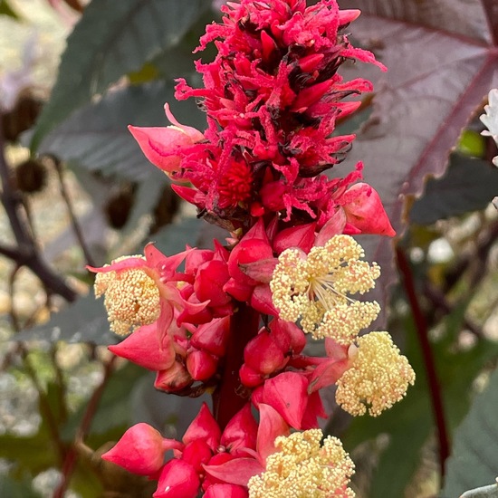 Wunderbaum: Pflanze im Habitat Gartenkultur in der NatureSpots App