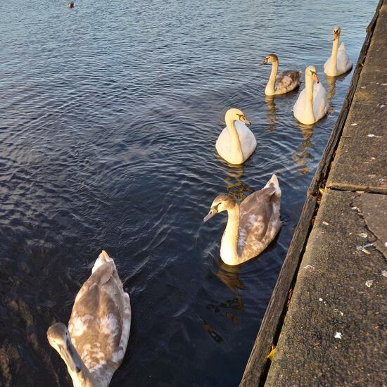 Schwan: Tier im Habitat Stadt und Garten in der NatureSpots App