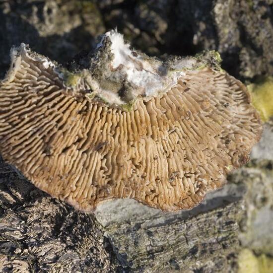 Trametes hirsuta: Pilz im Habitat Anderes Stadthabitat in der NatureSpots App