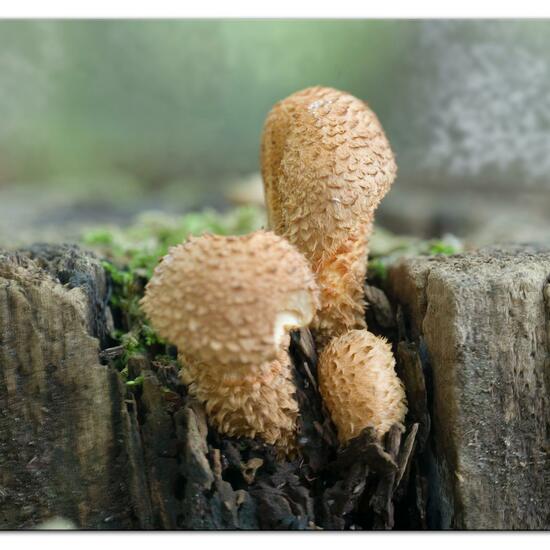 Sparriger Schüppling: Pilz im Habitat Park in der NatureSpots App