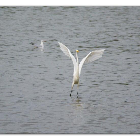 Silberreiher: Tier im Habitat Teich in der NatureSpots App