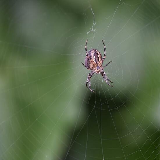 Gartenkreuzspinne: Tier im Habitat Garten in der NatureSpots App