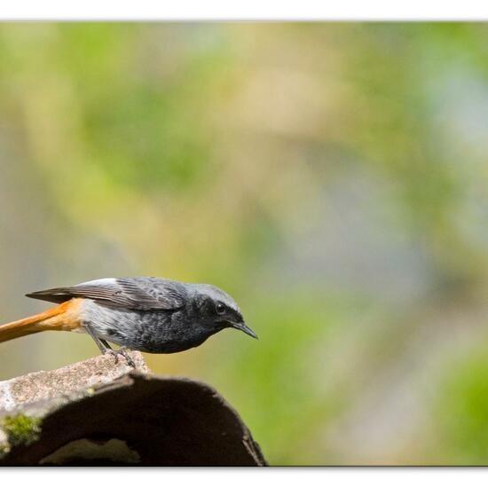 Hausrotschwanz: Tier im Habitat Garten in der NatureSpots App