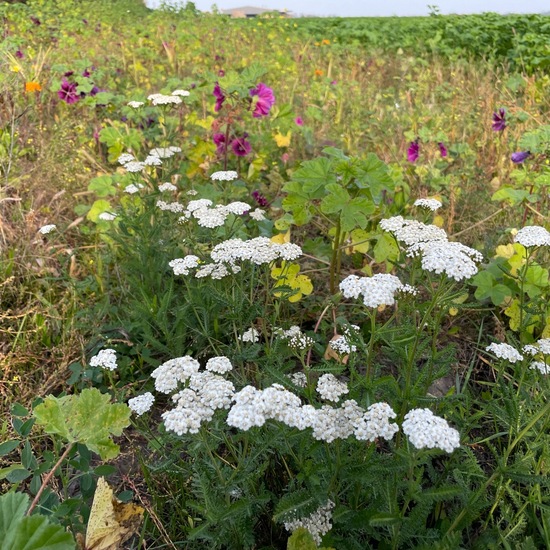 Landschaft: Landwirtschaft im Habitat Anderes Agrarhabitat in der NatureSpots App