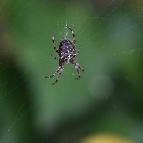 Gartenkreuzspinne: Tier im Habitat Garten in der NatureSpots App