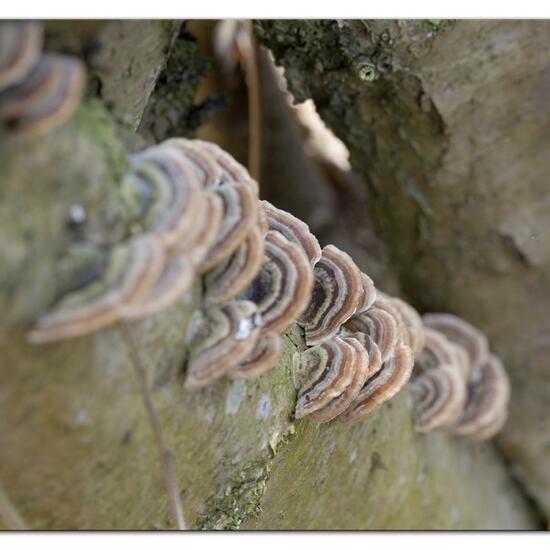 Schmetterlings-Tramete: Pilz im Habitat Anderes Stadthabitat in der NatureSpots App