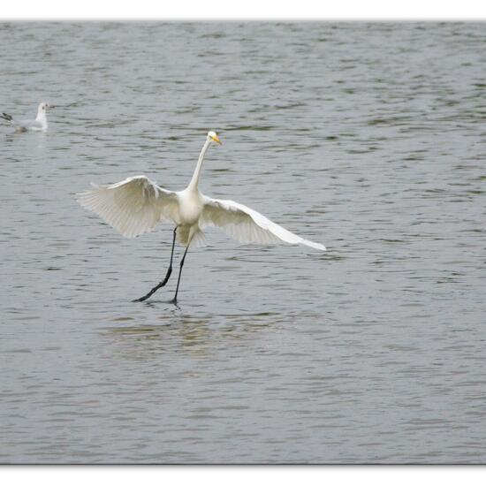 Silberreiher: Tier im Habitat Teich in der NatureSpots App