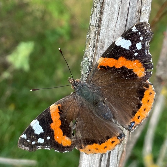 Admiral: Tier im Habitat Ackerrandstreifen in der NatureSpots App