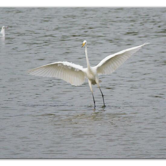 Silberreiher: Tier im Habitat Teich in der NatureSpots App