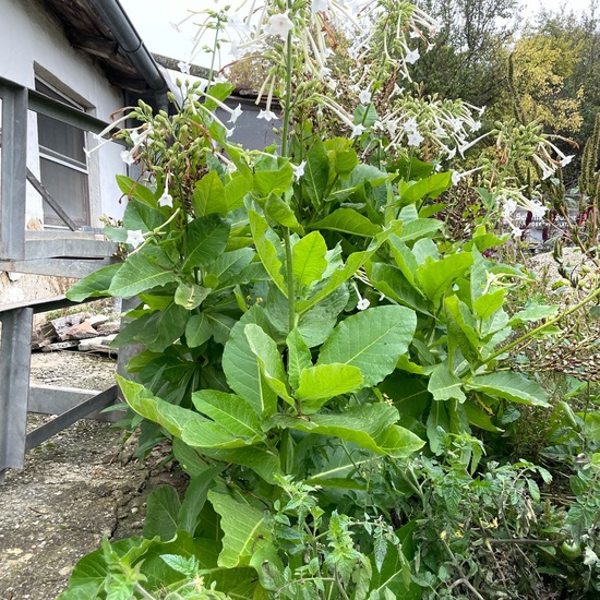 Virginischer Tabak: Pflanze im Habitat Gartenkultur in der NatureSpots App